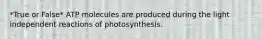 *True or False* ATP molecules are produced during the light independent reactions of photosynthesis.