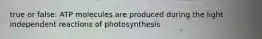 true or false: ATP molecules are produced during the light independent reactions of photosynthesis