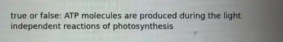 true or false: ATP molecules are produced during the light independent reactions of photosynthesis