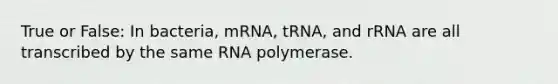 True or False: In bacteria, mRNA, tRNA, and rRNA are all transcribed by the same RNA polymerase.