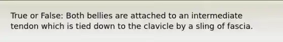 True or False: Both bellies are attached to an intermediate tendon which is tied down to the clavicle by a sling of fascia.
