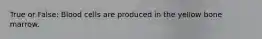 True or False: Blood cells are produced in the yellow bone marrow.