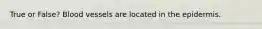 True or False? Blood vessels are located in the epidermis.