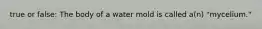 true or false: The body of a water mold is called a(n) "mycelium."