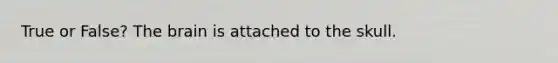 True or False? The brain is attached to the skull.