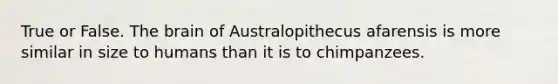 True or False. The brain of Australopithecus afarensis is more similar in size to humans than it is to chimpanzees.