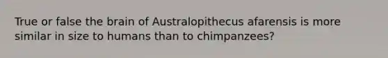 True or false the brain of Australopithecus afarensis is more similar in size to humans than to chimpanzees?