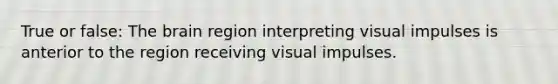 True or false: The brain region interpreting visual impulses is anterior to the region receiving visual impulses.