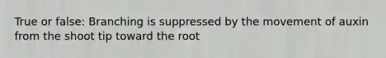 True or false: Branching is suppressed by the movement of auxin from the shoot tip toward the root