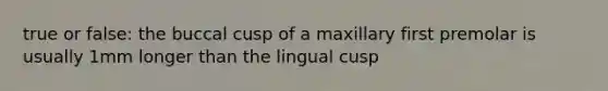 true or false: the buccal cusp of a maxillary first premolar is usually 1mm longer than the lingual cusp