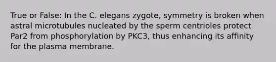 True or False: In the C. elegans zygote, symmetry is broken when astral microtubules nucleated by the sperm centrioles protect Par2 from phosphorylation by PKC3, thus enhancing its affinity for the plasma membrane.