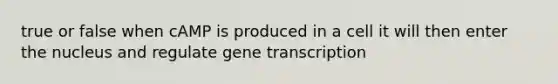 true or false when cAMP is produced in a cell it will then enter the nucleus and regulate gene transcription