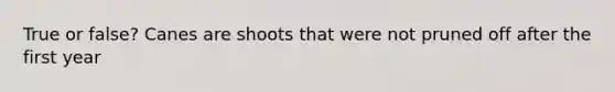 True or false? Canes are shoots that were not pruned off after the first year