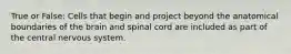 True or False: Cells that begin and project beyond the anatomical boundaries of the brain and spinal cord are included as part of the central nervous system.