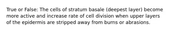 True or False: The cells of stratum basale (deepest layer) become more active and increase rate of cell division when upper layers of the epidermis are stripped away from burns or abrasions.