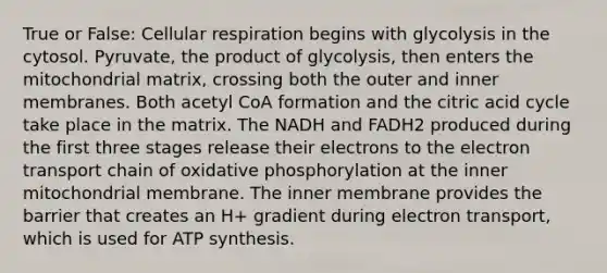 True or False: Cellular respiration begins with glycolysis in the cytosol. Pyruvate, the product of glycolysis, then enters the mitochondrial matrix, crossing both the outer and inner membranes. Both acetyl CoA formation and the citric acid cycle take place in the matrix. The NADH and FADH2 produced during the first three stages release their electrons to the electron transport chain of oxidative phosphorylation at the inner mitochondrial membrane. The inner membrane provides the barrier that creates an H+ gradient during electron transport, which is used for ATP synthesis.