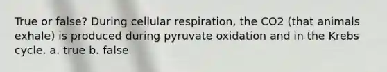 True or false? During cellular respiration, the CO2 (that animals exhale) is produced during pyruvate oxidation and in the Krebs cycle. a. true b. false