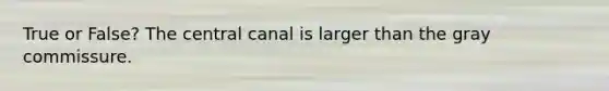 True or False? The central canal is larger than the gray commissure.