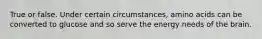 True or false. Under certain circumstances, amino acids can be converted to glucose and so serve the energy needs of the brain.