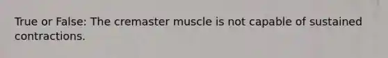 True or False: The cremaster muscle is not capable of sustained contractions.