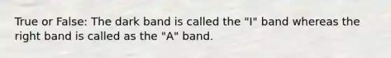 True or False: The dark band is called the "I" band whereas the right band is called as the "A" band.