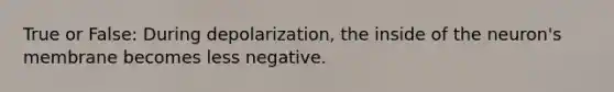 True or False: During depolarization, the inside of the neuron's membrane becomes less negative.