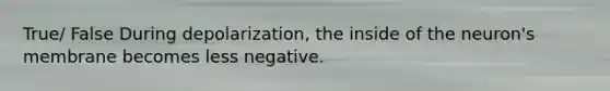 True/ False During depolarization, the inside of the neuron's membrane becomes less negative.