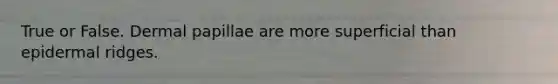 True or False. Dermal papillae are more superficial than epidermal ridges.