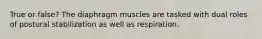 True or false? The diaphragm muscles are tasked with dual roles of postural stabilization as well as respiration.