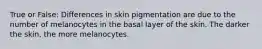 True or False: Differences in skin pigmentation are due to the number of melanocytes in the basal layer of the skin. The darker the skin, the more melanocytes.