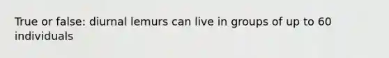 True or false: diurnal lemurs can live in groups of up to 60 individuals