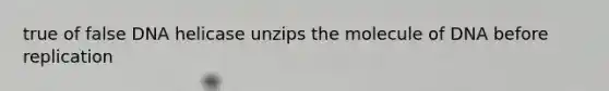 true of false DNA helicase unzips the molecule of DNA before replication