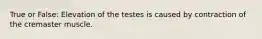 True or False: Elevation of the testes is caused by contraction of the cremaster muscle.