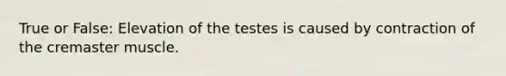 True or False: Elevation of the testes is caused by contraction of the cremaster muscle.