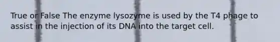 True or False The enzyme lysozyme is used by the T4 phage to assist in the injection of its DNA into the target cell.