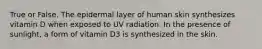 True or False. The epidermal layer of human skin synthesizes vitamin D when exposed to UV radiation. In the presence of sunlight, a form of vitamin D3 is synthesized in the skin.