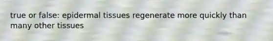 true or false: epidermal tissues regenerate more quickly than many other tissues