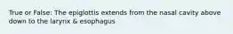 True or False: The epiglottis extends from the nasal cavity above down to the larynx & esophagus