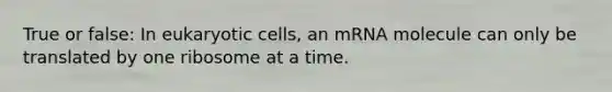 True or false: In eukaryotic cells, an mRNA molecule can only be translated by one ribosome at a time.