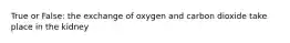 True or False: the exchange of oxygen and carbon dioxide take place in the kidney