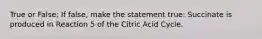 True or False; If false, make the statement true: Succinate is produced in Reaction 5 of the Citric Acid Cycle.