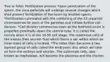 True or false: Fertilization process *Upon penetration of the sperm, the zona pellucida will undergo several changes which shall prevent fertilization of the ovum by another sperm. *Fertilization culminates with the combining of the 23 unpaired chromosomes for each of the gametes and initiate further cell division. *Cell division commences even as the fertilized ovum is propelled proximally down the uterine tube. It is called the morula when it is at the 16-50 cell stage. The outermost cells of the morula then secrete fluid which forms a sac within which an inner mass of cells is located. *The latter then becomes a two layered group of cells called the embryonic disc which will later on form the embryo and amnion. The outermost cells, also known as trophoblast, will become the placenta and the chorion.