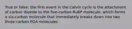 True or false: the first event in the Calvin cycle is the attachment of carbon dioxide to the five-carbon RuBP molecule, which forms a six-carbon molecule that immediately breaks down into two three-carbon PGA molecules