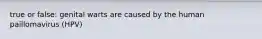 true or false: genital warts are caused by the human paillomavirus (HPV)
