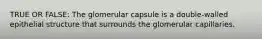 TRUE OR FALSE: The glomerular capsule is a double-walled epithelial structure that surrounds the glomerular capillaries.