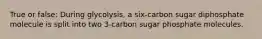 True or false: During glycolysis, a six-carbon sugar diphosphate molecule is split into two 3-carbon sugar phosphate molecules.