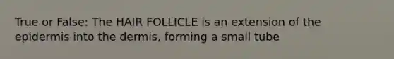 True or False: The HAIR FOLLICLE is an extension of the epidermis into the dermis, forming a small tube