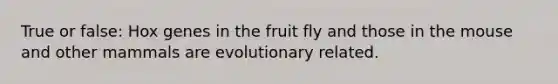 True or false: Hox genes in the fruit fly and those in the mouse and other mammals are evolutionary related.