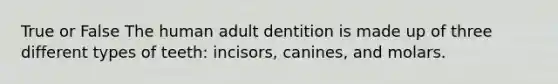 True or False The human adult dentition is made up of three different types of teeth: incisors, canines, and molars.