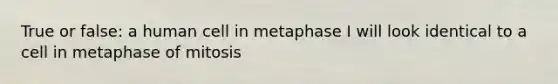 True or false: a human cell in metaphase I will look identical to a cell in metaphase of mitosis